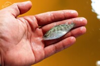 بچه ماهی انگشتی | طرح توسعه نیکسا